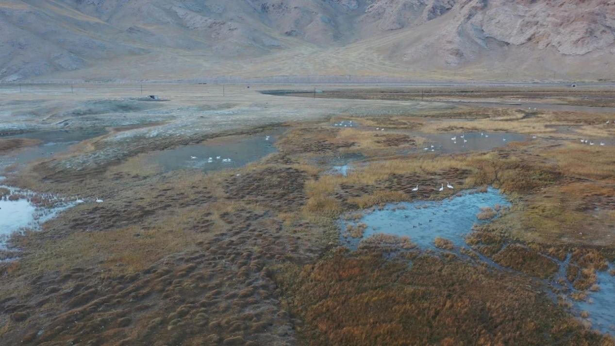 巴音布鲁克草原近万只天鹅“集会” 为南迁做准备(图1)